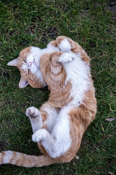 Ingefära Och Vit Tabby Katt Liggande Rygg Gräsmatta — Stockfoto