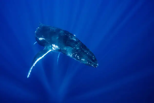 Humpback Whale Swimming Underwater — Stock Photo, Image