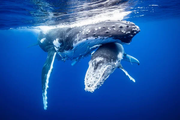 속에서 헤엄치는 혹등고래 — 스톡 사진