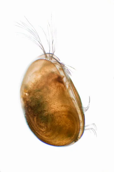 Ostracod Mikroskobik Görünümü — Stok fotoğraf