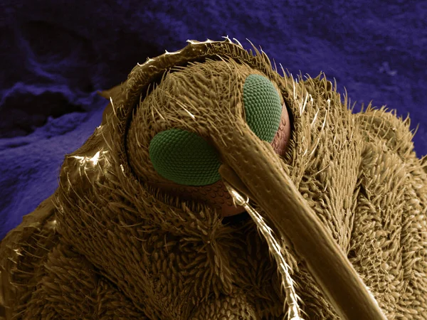 Snout Beetle Sem Resmi — Stok fotoğraf