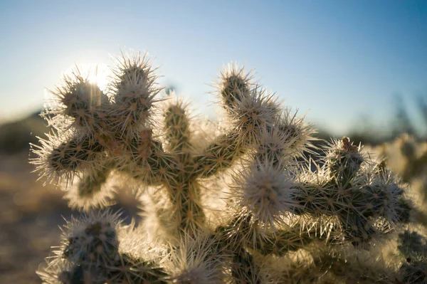 Kaktus Parku Narodowym Joshua Tree Kalifornia Usa — Zdjęcie stockowe