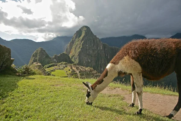 Pastoreo Llamas Machu Picchu Valle Sagrado Perú América Del Sur — Foto de Stock