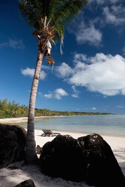 ヤシの木とビーチ アイツタキ クック諸島 — ストック写真