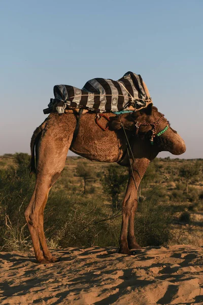 Camel Desert ビキニ ラジャスタン州 インド — ストック写真