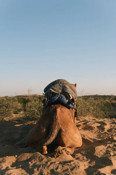 Camel Deserto Bikaner Rajasthan Índia — Fotografia de Stock