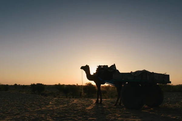 印度拉贾斯坦邦Bikaner沙漠中的骆驼 — 图库照片