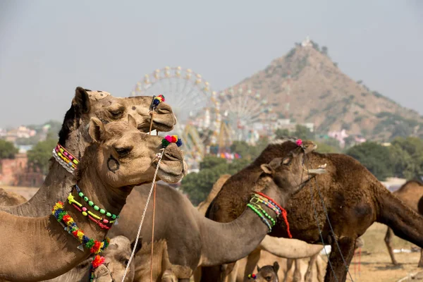 박람회에서 색깔의 목걸이를 낙타들 — 스톡 사진