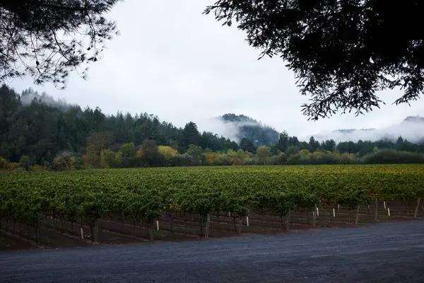 Landscape Rows Grapevines Mist California Usa — Stock Photo, Image