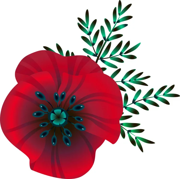 Flor Amapola Color Rojo Brillante Ilustración Vectorial Flores Hojas Verdes — Vector de stock