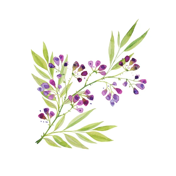Oddział Piękne Delikatne Purpurowe Kwiaty Liści Wydrukować Rysunek Dla Karty — Zdjęcie stockowe