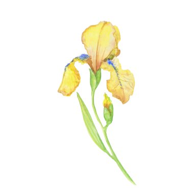 Sarı zambak, suluboya elle boyanmış çiçek ve yapraklar hakkında.