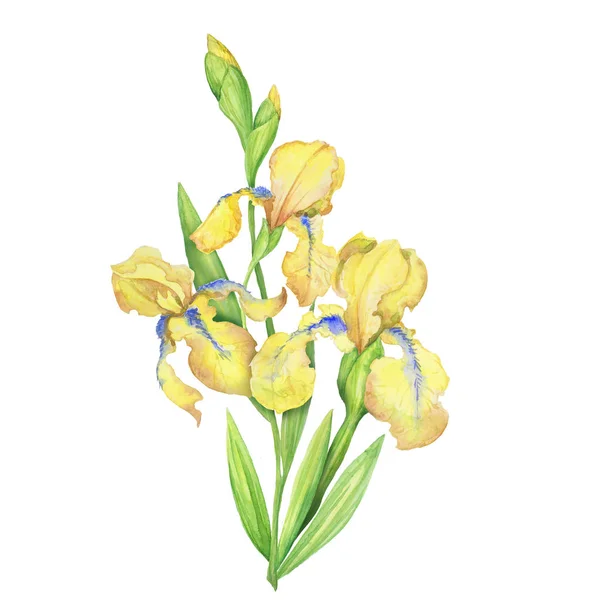 Buquê de íris amarelas, aquarela pintada à mão flores ilustração com folhas — Fotografia de Stock