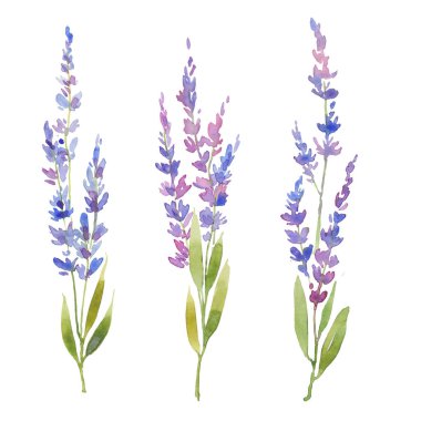 Suluboya lavanta seti , lavanta üç kabarık sprigs, çiçek provencal tarzı tasarım .