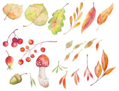 Sonbahar yaprakları, böğürtlenler, turuncu mantarlar, beyaz zemin üzerinde yeşil kırmızı renkler olan suluboya çizimi. Elementler koleksiyonu  