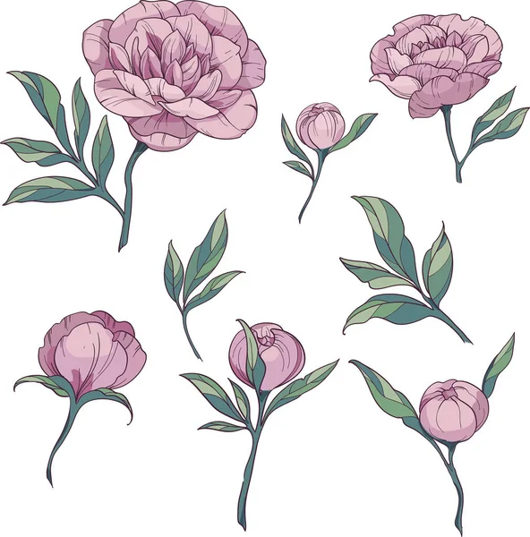 Blütenelemente setzen rosa Pfingstrosen. Vektor-Illustration auf weißem Hintergrund — Stockfoto