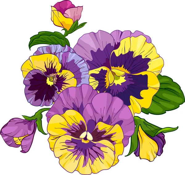 Flower Arrangement Pansies Isolated White Background Bouquets Viola Yellow Purple — Stock Vector