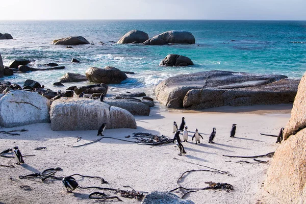 Landscape with Jackass penguins on the beach and blue sea water in the background scattered with large boulders.