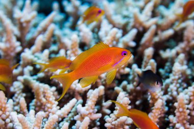 Kadar yakın planda sert mercan, parlak turuncu vücut ile küçük balık ile bir Lyretail anthia kadın (Pseudanthias squamipinnis).