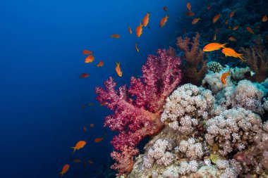 Bir büyük mor yumuşak mercan, küçük balık ile parlak turuncu vücut etrafında yüzme Lyretail anthias (Pseudanthias squamipinnis).