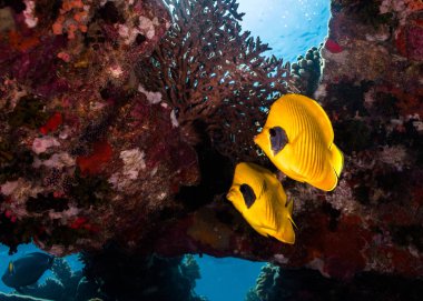 İki maskeli butterflyfish (Chaetodon semilarvatus) Yüzme bir enkaz içinde. Göz çevresi üzerinde siyah parlak sarı yuvarlak gövdeli.
