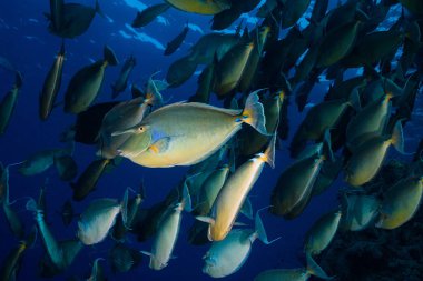 Bluespine okul unicornfish (Naso unicornis) Yüzme uzak bir balık ile doğru açık.