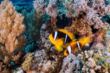 Onların anemone mercan resif üzerinde koruma iki Kızıldeniz tehlikede (Amphiprion bicinctus). Turuncu balık karanlık vücut ve iki beyaz çizgili.