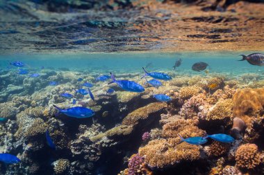 Kızıldeniz fusilier balıklar (Caesio suevica) olduğu küçük mavi balık tarafından mercan kayalığı su yüzeyi görünür ile sığ suda Yüzme.