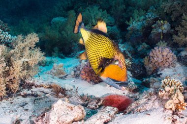 Bu kum deliğe 's yumurta korumak Titan triggerfish (Balistoides viridescens). Turuncu sarı renkli balık ile büyük diş.