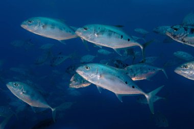 A school of Yellow-dotted trevally fish (Carangoides fulvoguttatus) swimming by. Large silver bodied fish with dark spots on it's side. clipart