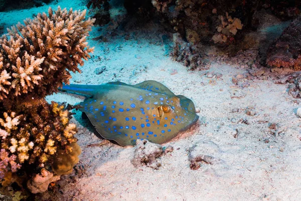 Bluespotted Stingray Taeniura Lymma Laying Sand Ocean Bottom Surrounded Coral — Stock Photo, Image