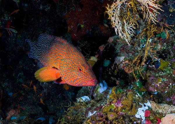 Derrière Corail Cephalopholis Miniata Sur Récif Poisson Aux Couleurs Vives — Photo