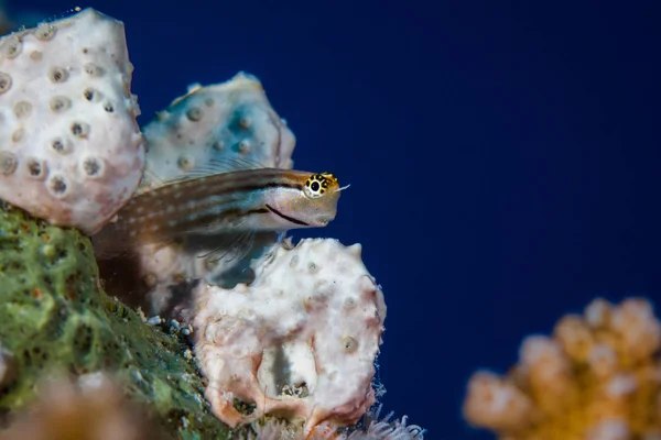 Macro Dentex Blenny Ecsenius Dentex Small Elongated Fish Sitting Reef — Stock Photo, Image