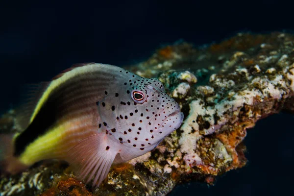 Close Freckled Hawkfish Paracirrhites Forsteri Laying Reef — Stock Photo, Image
