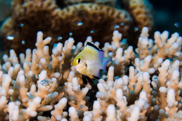 Red Sea Dascyllus Fish Dascyllus Marginatus Hiding Hard Coral Small — Stock Photo, Image