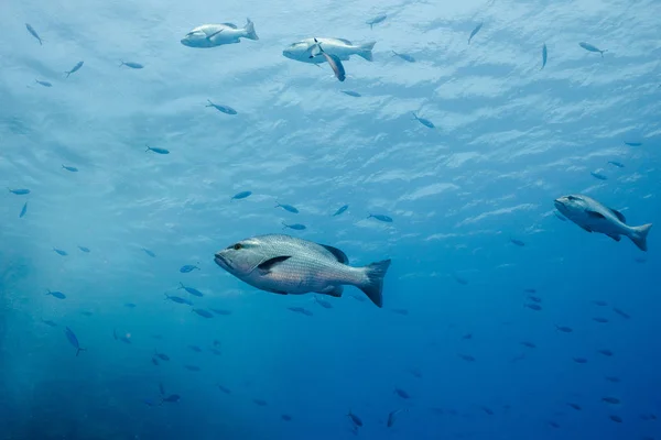 Twinspot Snapper Lutjanus Bohar Seitenansicht Großer Silberfische Mit Dunklen Flossen — Stockfoto