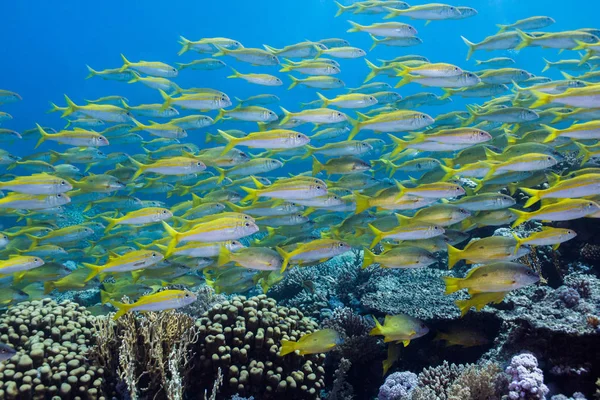 Skolan Gulfenad Mullusfisk Mulloidichthys Vanicolensis Simning Över Korallrev — Stockfoto