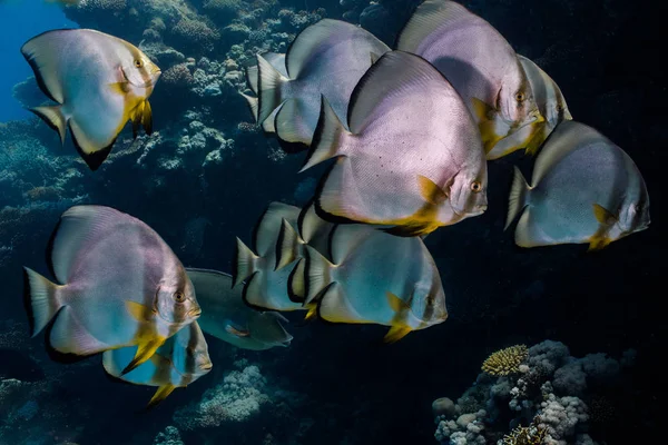 Close up of a group of Orbicular spadefish (Platax orbicularis), large rounded silver body with yellow in fins and dark stripes.