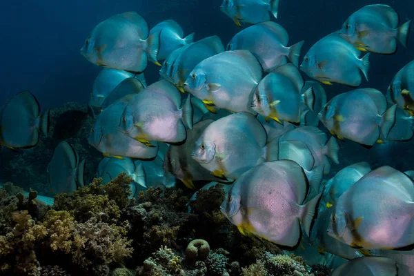 Orbicular spadefish (Platax orbicularis) swimming over the reef, with large rounded silver body with yellow in fins and dark stripes.