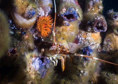 Rock ıstakoz / kerevit gizleme arasında bazı Redbait kayalıkta.