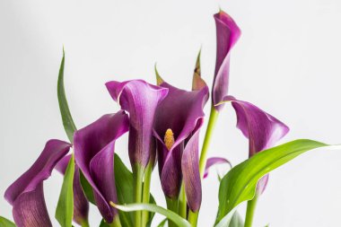 Mor Arum zambak (Zantedeschia), beyaz arka plan ile.