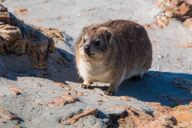Rock yaban faresi (Procavia capensis) tam uzunlukta kadar yakın duran hayvanı ve ileri, ön görünüm.