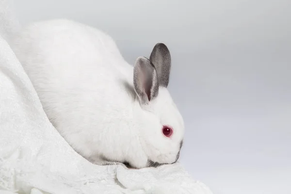 Каліфорнійський Кролик Породи Невеликі Білі Темно Кінцями Головою Вниз Нюхає — стокове фото