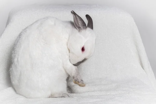 Kaliforniska Kanin Liten Ras Vit Med Mörka Slutar Sitter Och — Stockfoto