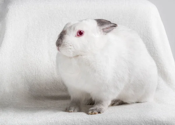 Conejo Californiano Cuerpo Entero Raza Pequeña Retrato Animal Blanco Con — Foto de Stock