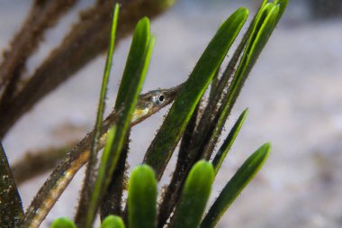 Longsnout Pipefish (Syngnathus temmincki) sualtı gizleme arasında bazı yeşil deniz otu.