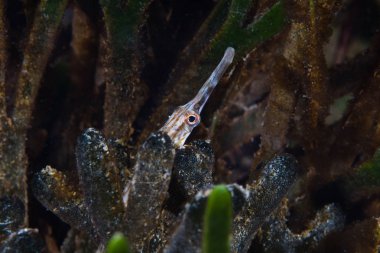 Bu kafa dışarı bakmak ile bazı yeşil deniz otu arkasına sualtı saklanan Longsnout Pipefish (Syngnathus temmincki).