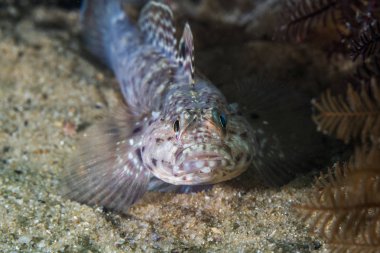 Barehead kaya balığı (Caffrogobius nudiceps) sualtı kamera karşı karşıya kum üzerinde döşeme balık. 