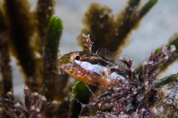 Super Klipfish Baby Clinus Superciliosus Underwater Front View Baby Fish — Stock Photo, Image