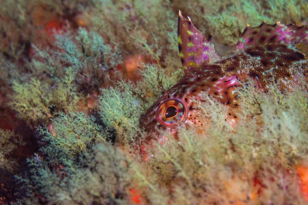 Super Klipfish Clinus Superciliosus Underwater Closeup Multi Colour Fish Hiding — Stock Photo, Image